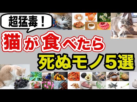 超猛毒！猫が食べたら死ぬモノ５選を獣医師が解説