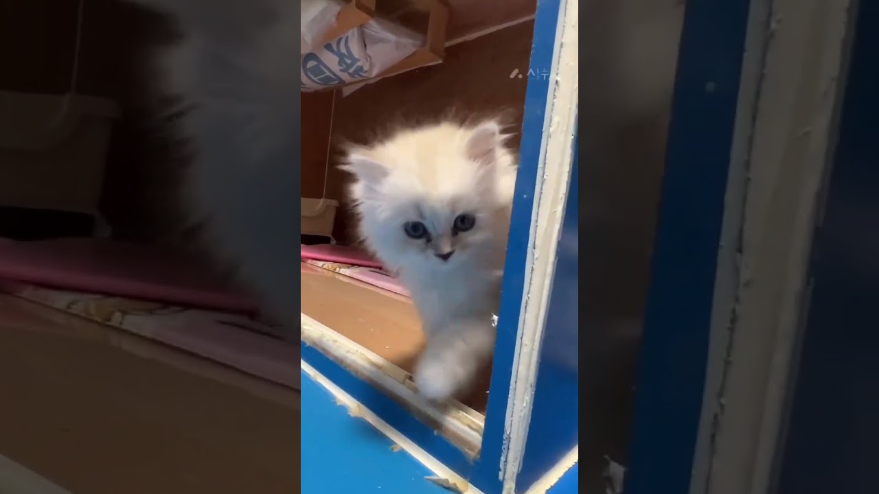 サイベリアン たくさんのお問い合わせありがとうございます。他媒体でも掲載してますので決まってしまった場合は申し訳ございません。