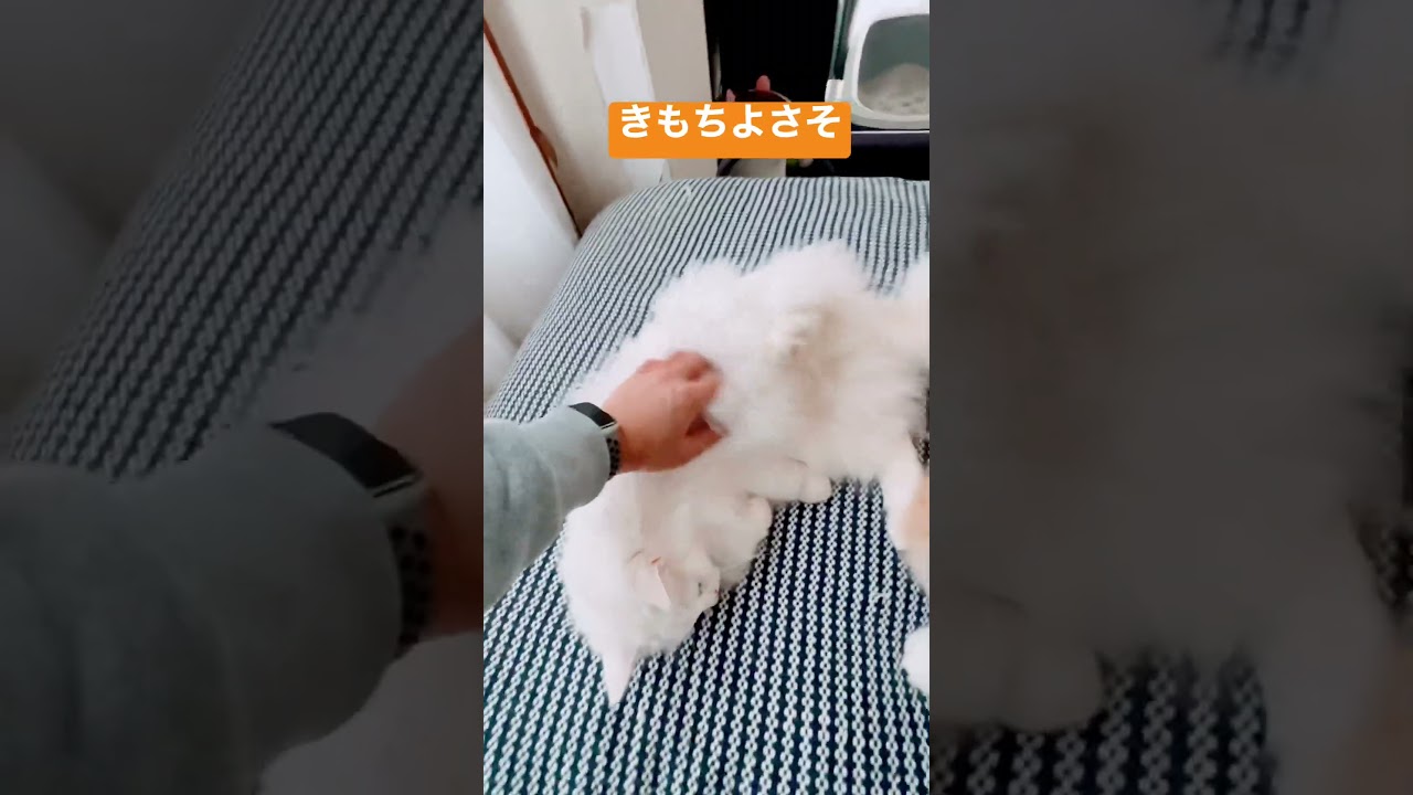 モフモフちゃんふたたび #norwegianforestcat #白猫 #ノルウェージャンフォレストキャット
