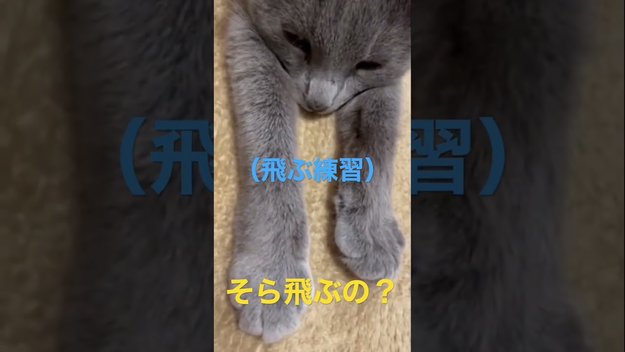 そら飛びたいの？な猫（ロシアンブルー）#shorts
