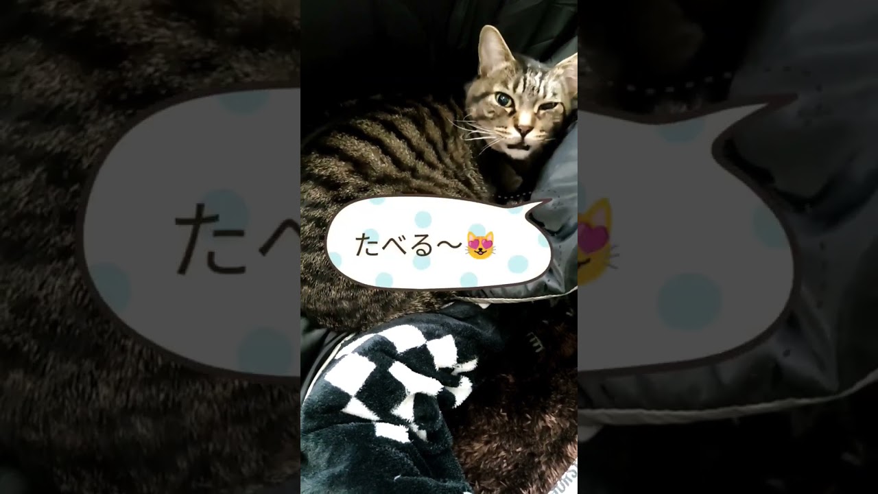 日本語が分かる猫　言葉を理解した猫の反応が面白かった　　#cat 　#保護猫 　#猫動画