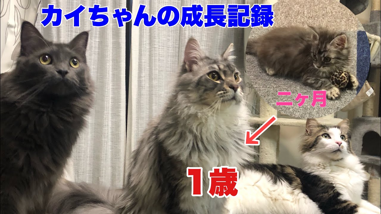 【メインクーン】【カイ編】2ヶ月〜1歳までの成長日記Maine Coon Kai Growth Record