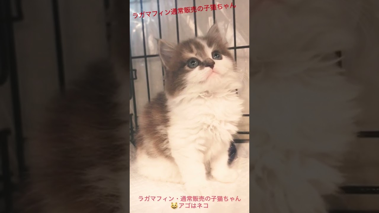 ラガマフィン😸通常販売の子猫ちゃん😸　アゴはネコ