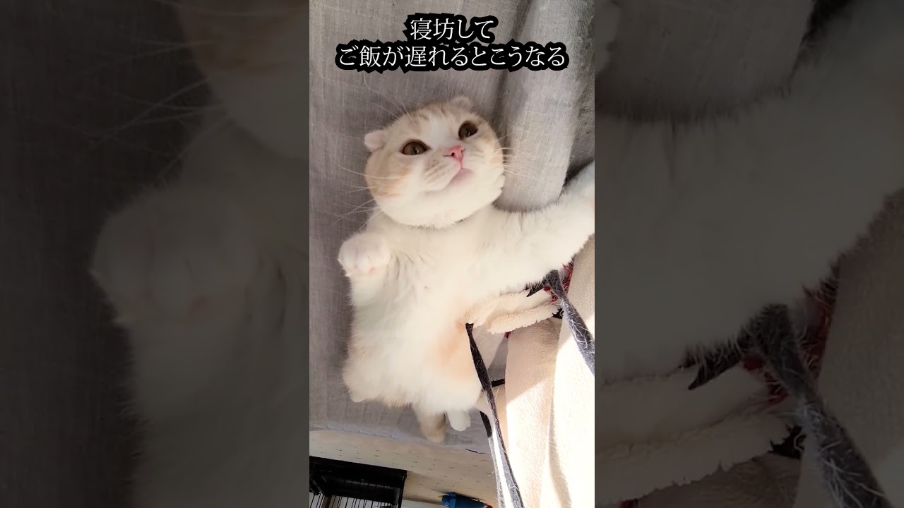 寝坊してご飯が遅れた猫はこうなる...#shorts