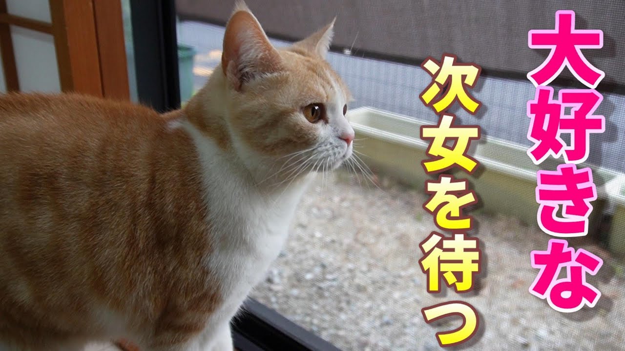大好きな次女が帰宅した!!ダッシュに「ぷぷぷ」に大騒ぎ【スコティッシュフォールド】【アビシニアン】