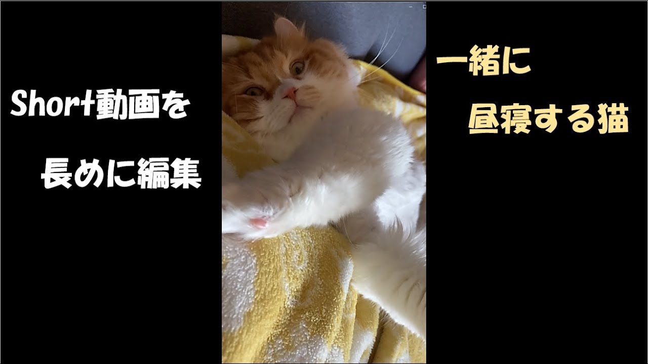 【ｱﾒﾘｶﾝｶｰﾙmocca】一緒に昼寝する猫（通常版） #猫 #アメリカンカール #cat