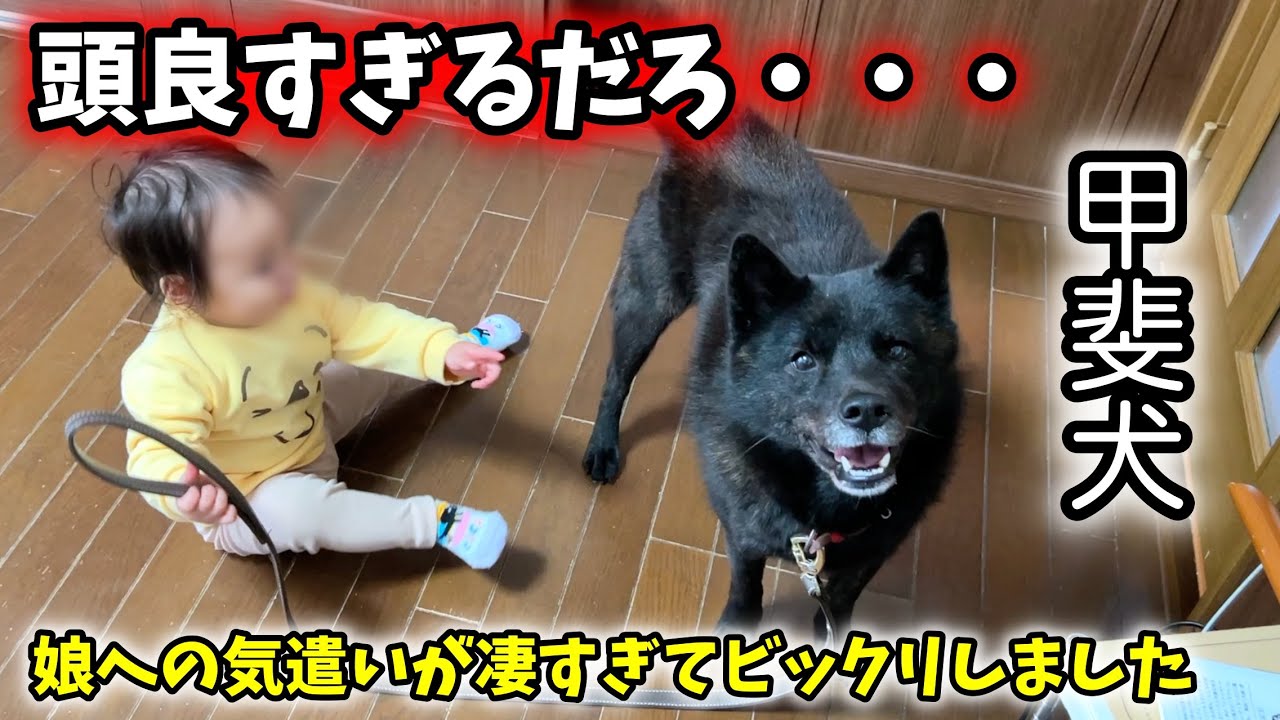 【頭良すぎ】甲斐犬の娘に対する気の使い方が凄すぎて驚きました