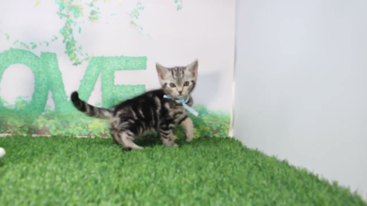 Coo&RIKU　No617537　アメリカンショートヘアー