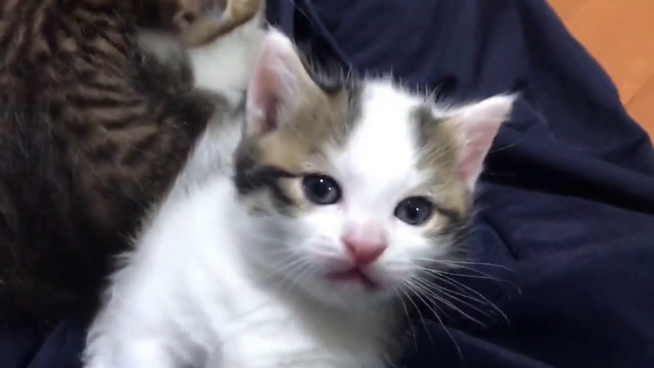 子猫を追跡するとかわいい結果に・・・