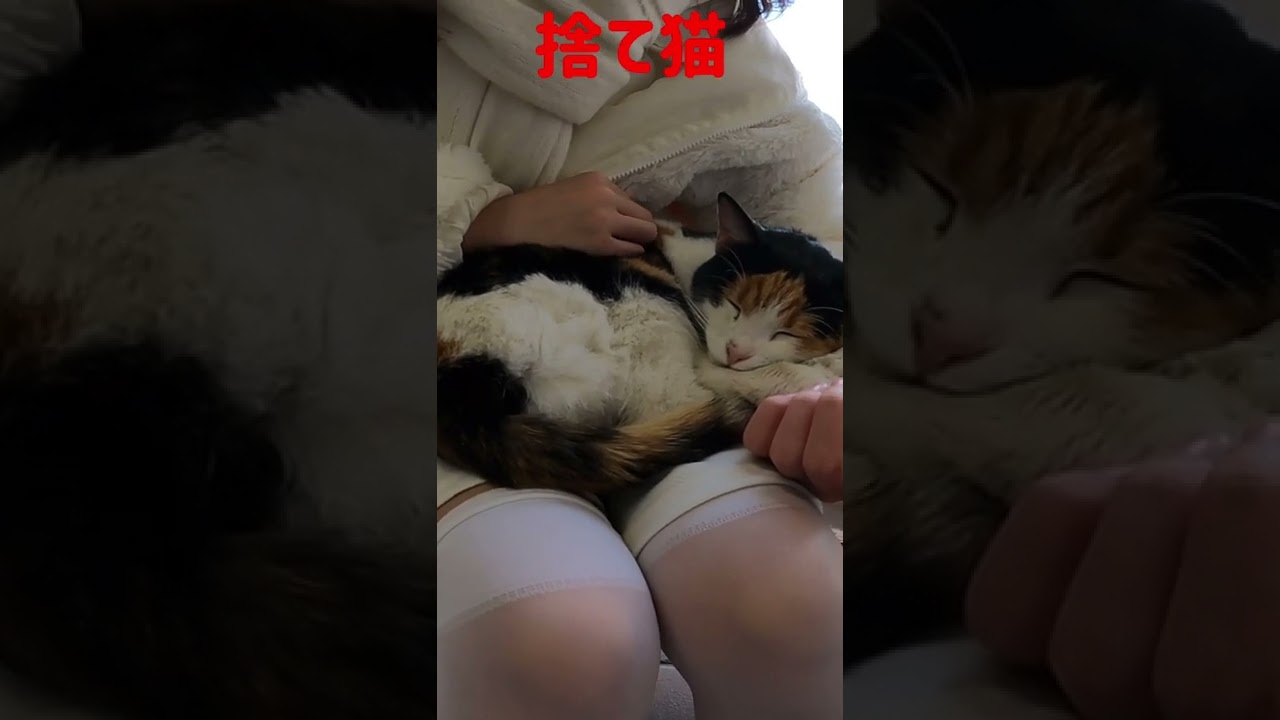 捨てられた三毛猫ちゃんが安心して抱かれてる Japanese cats #shorts