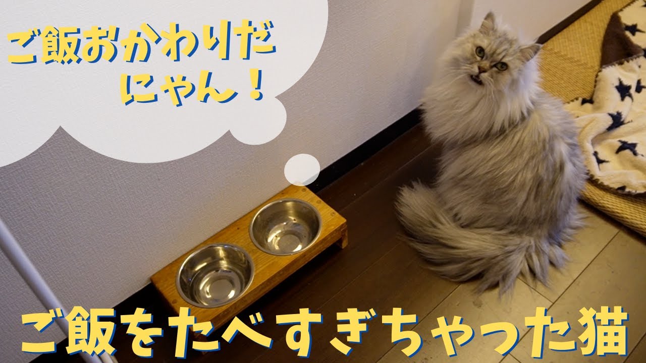 食べすぎちゃった猫｜ラガマフィンのラガさん