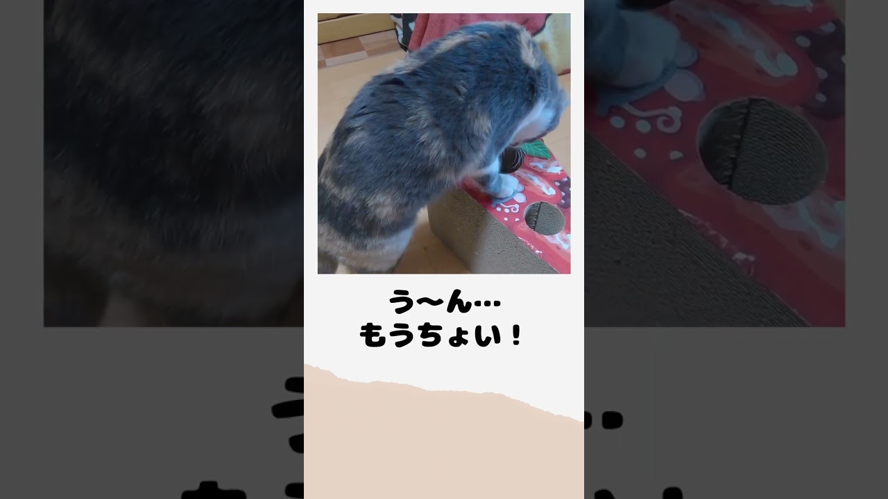 「しるば」のホールインチャレンジ！／adorable cat  #shorts #子猫動画 #cat