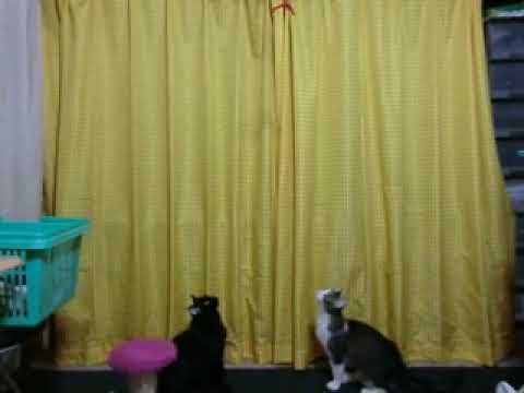 ‎ジャンプ！　2015‎年‎10‎月‎22‎日猫　ネコ　ねこ　japanese cats