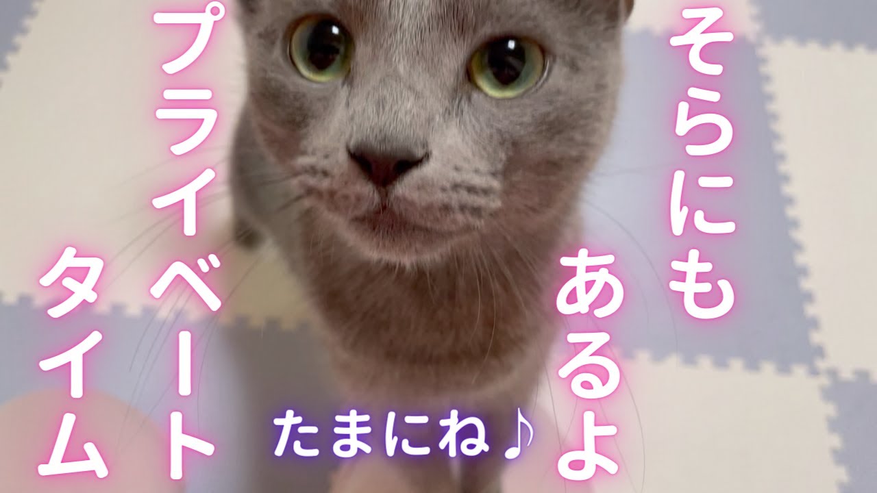 プライベートタイムを確保する猫（ロシアンブルー）