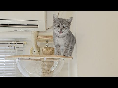 はじめてのキャットタワーで降りられなくなった子猫がこちら……