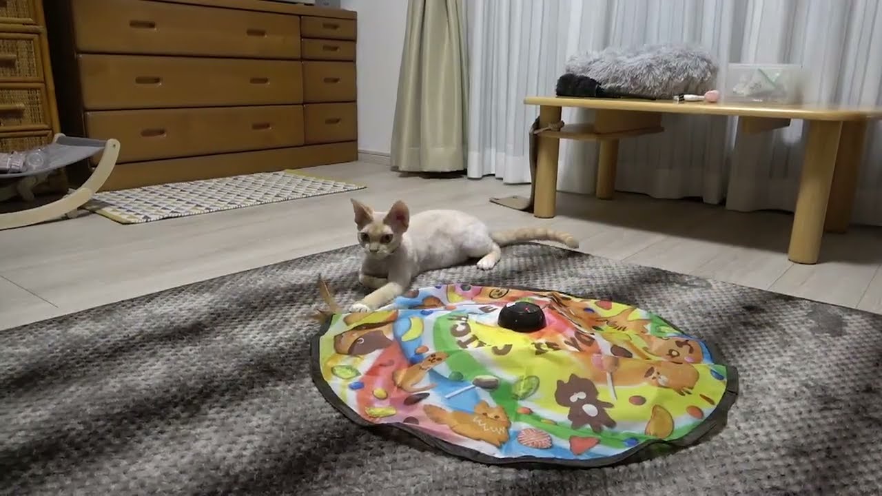 新しいおもちゃを気に入ってたくさん運動してくれたデボン猫です。