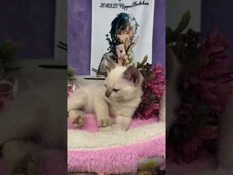 白くて、ふわふわのトンキニーズの女の子です。