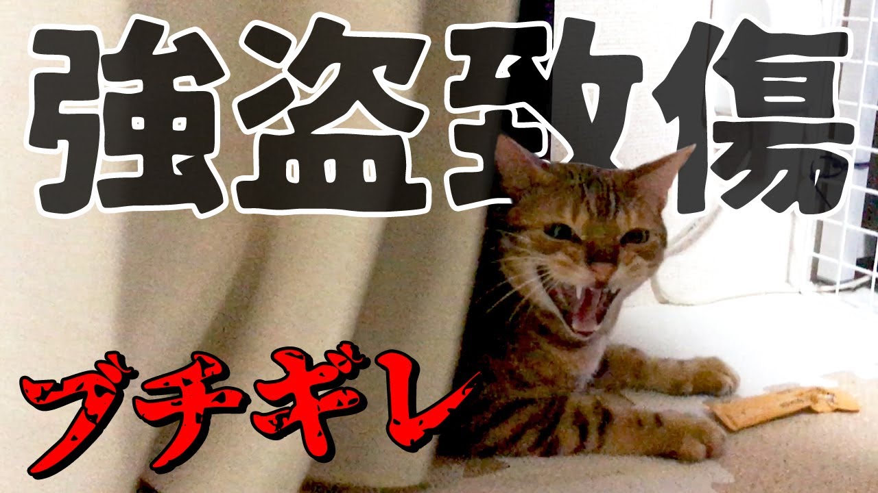 【閲覧注意】暴走する泥棒猫と恐怖する飼い主