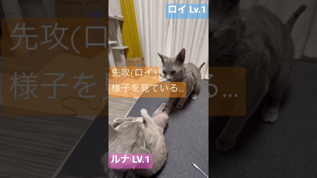 兄弟喧嘩に技名テロップつけてみた#ロシアンブルー #猫#喧嘩#catcute #兄弟猫