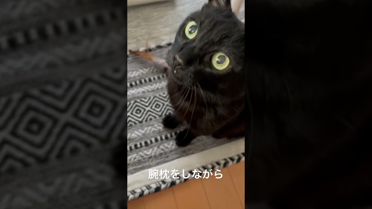 【くろねこ】モカが旅立ちました #くろねこ #cat #ありがとう