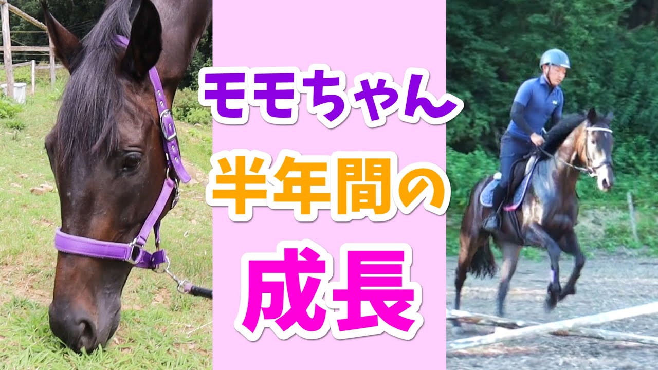 モモちゃん初の障害飛越&半年間の成長を振り返ってみた