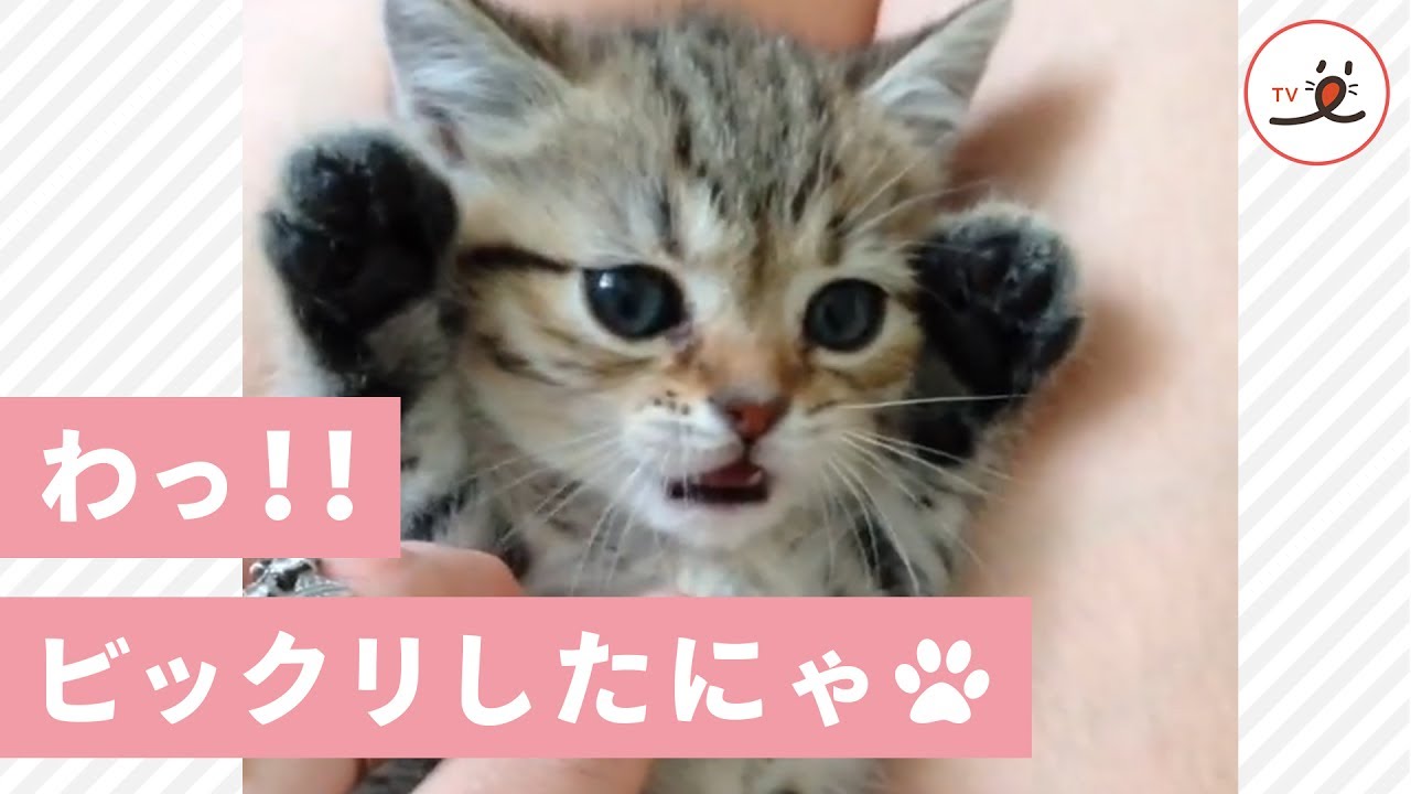 指をしゃぶった かわいい子猫ちゃんの 驚き顔がかわいくて 悶絶 ♪【PECOTV】