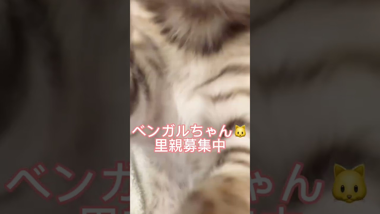 #里親募集中 #ベンガル猫 #ベンガル子猫 #子猫