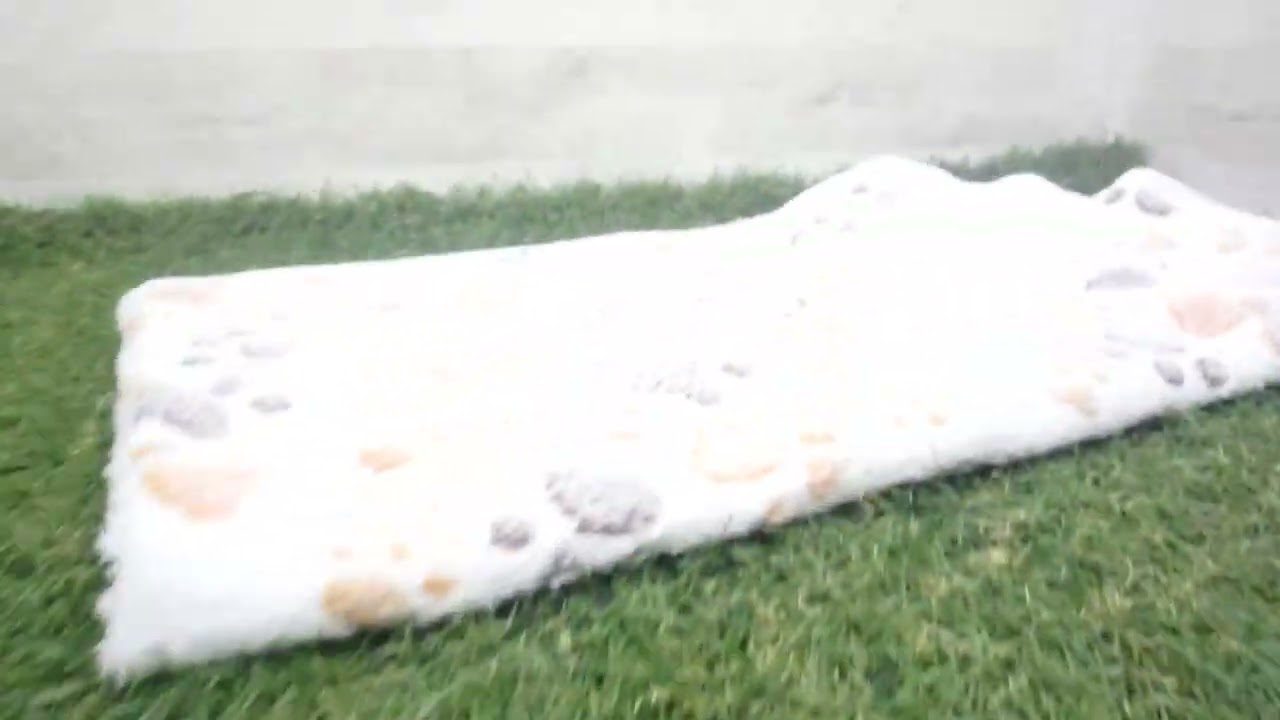 Coo&RIKU　No00615013 アメリカンショートヘアー