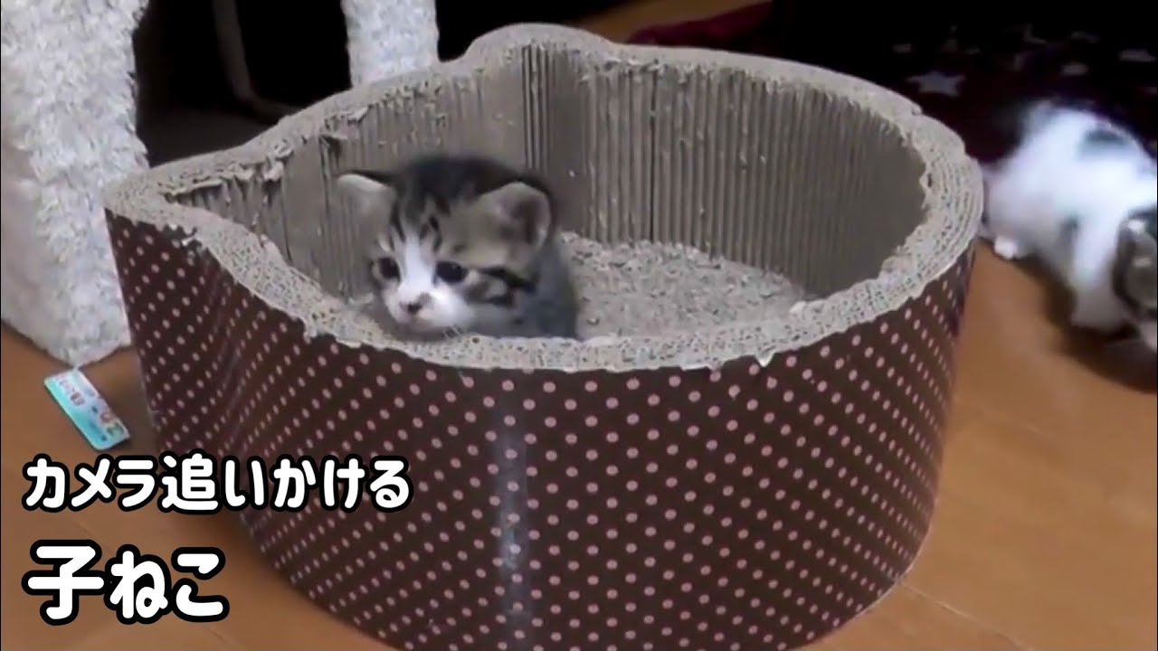 カメラを追いかけるヨチヨチ歩きの子猫