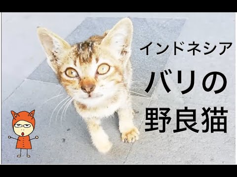 バリの野良猫 アビシニアン風