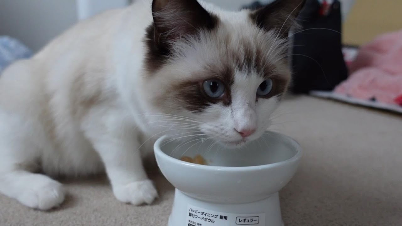【ラグドール】食後のハミガキはいたしません【猫】