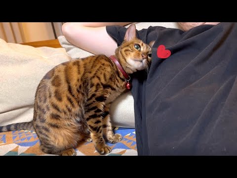 謎にツンデレ猫にスリスリされ困惑