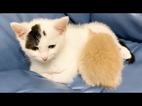 子猫にくっついて寝る赤ちゃん猫