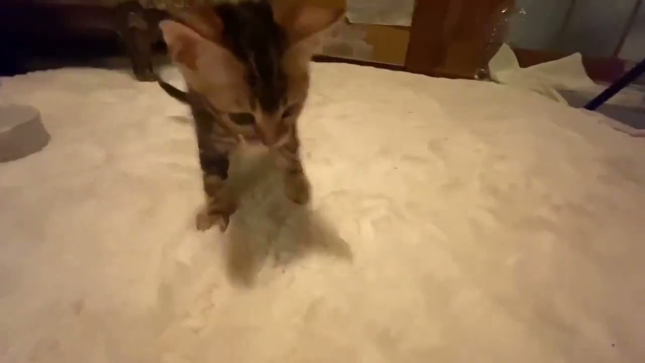 アビシニアン ブラウンマーブルドタビー（キラキラシルキータッチ）の女の子。