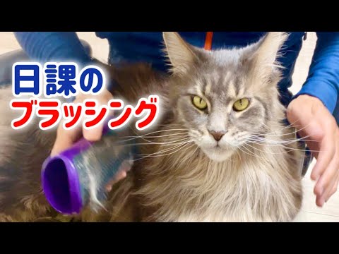 【メインクーンのいる生活】日課のブラッシング　- life with a maine coon cat -　brushing