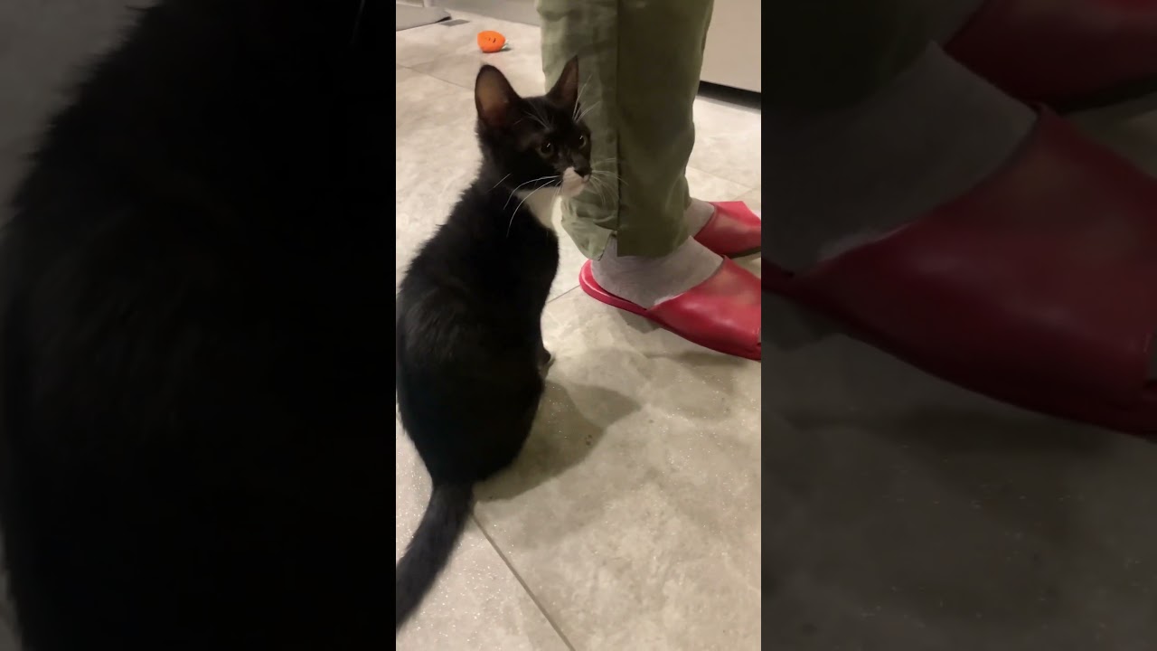 抓到了吼Got bell #小賓士日常 #kitten #猫ちゃん #кошеня #小賓士日常 #子貓 #котенок #hernameisbenz #賓士貓 #黑色虎斑貓 #貓站立