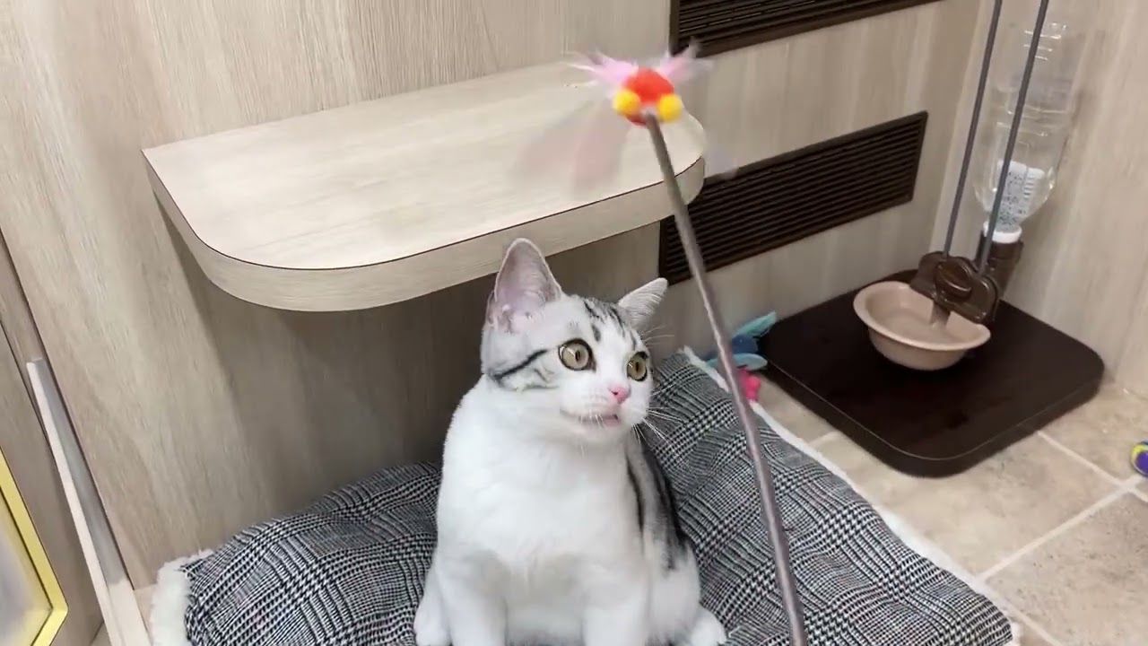 59829　アメリカンショートヘアー