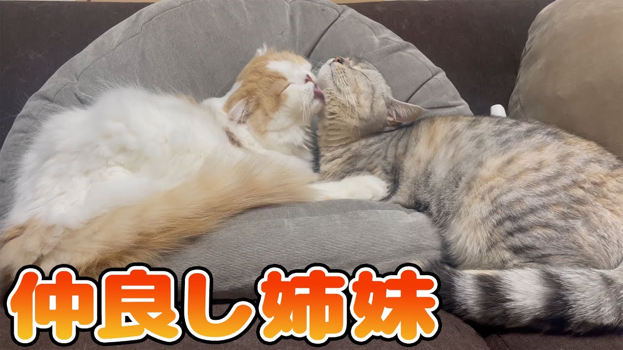 二匹のスコティッシュフォールド♀のほっこりする微笑ましい動画はこちらです
