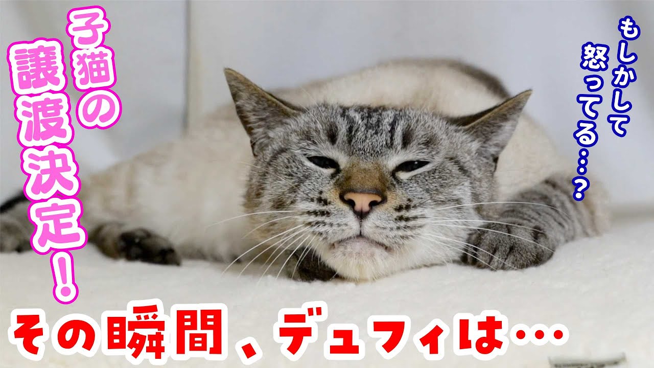 子猫の正式譲渡決定を発表した日。実は裏でこんなことが起きていました