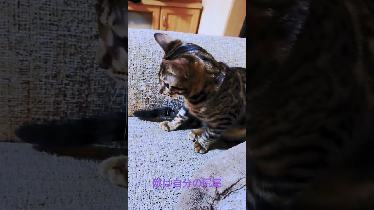 ベンガル仔猫　敵は尻尾⁉️　 #猫 #ねこのいる生活 #ベンガル #cats #猫動画 #かわいい猫 #しっぽ