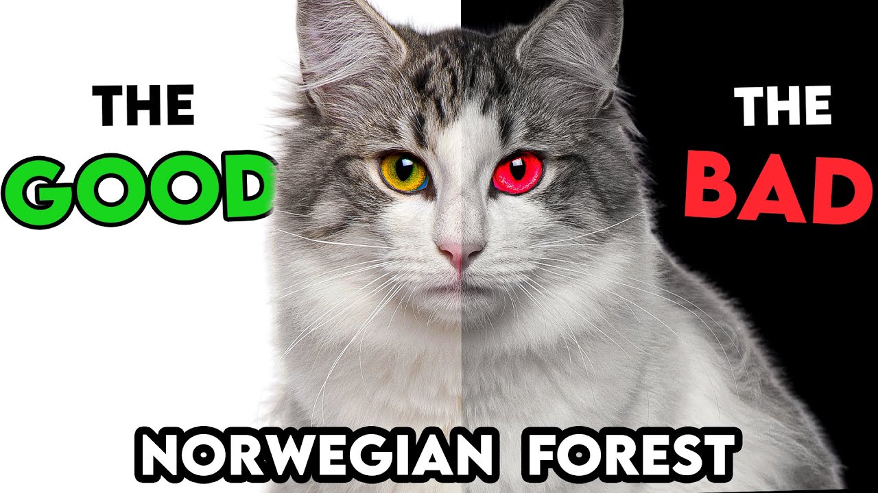 知っておくべきノルウェージャン フォレスト キャットの長所と短所