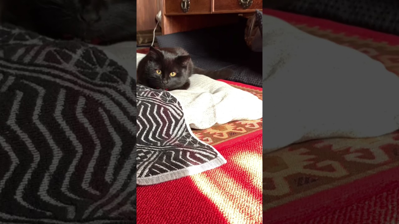 ラブラブキャット💓黒猫ボンベイの福ちゃん、コンベックスメジャーがお気に召された。