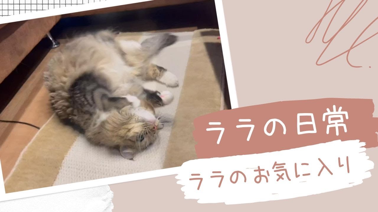 【サイベリアン】新品のマットを独占する猫がこちらｗ