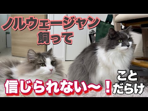 ノルウェージャン飼うと『えっ？信じられない〜』にたくさん遭遇するよ！