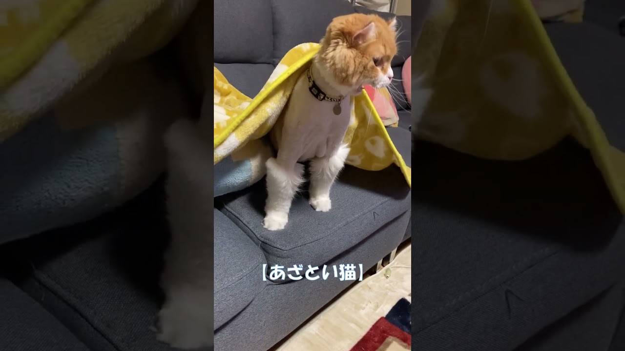 あざとい猫→ひどい顔 #shorts  #猫 #アメリカンカール #cat