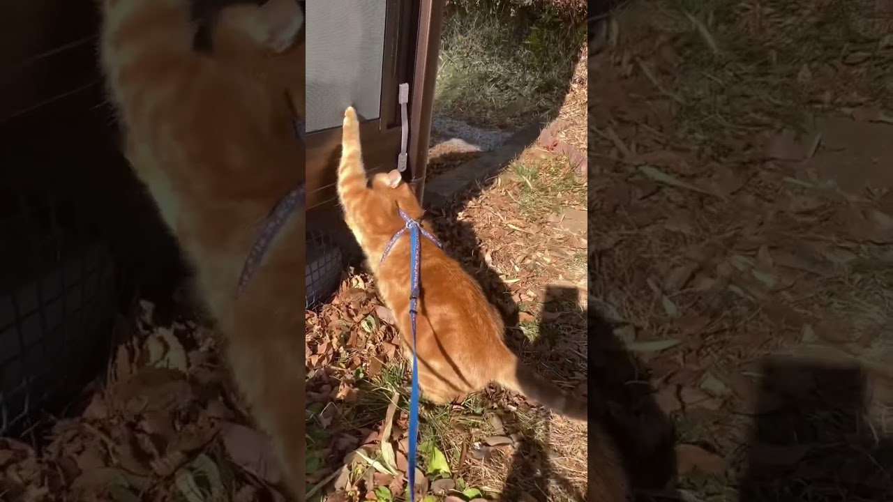 何度やっても取れない 猫 アメリカンショートヘアー cat れん
