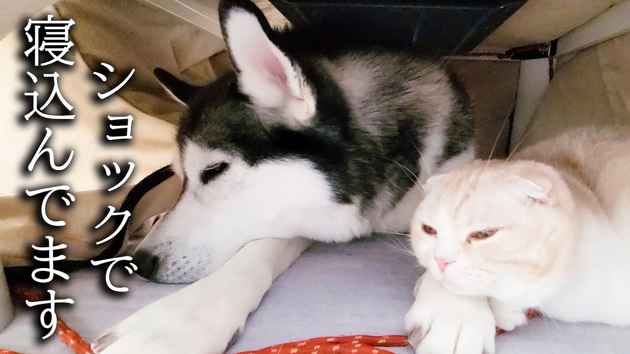 ショックで寝込んでしまった子猫とハスキー犬に奇跡が起きました...