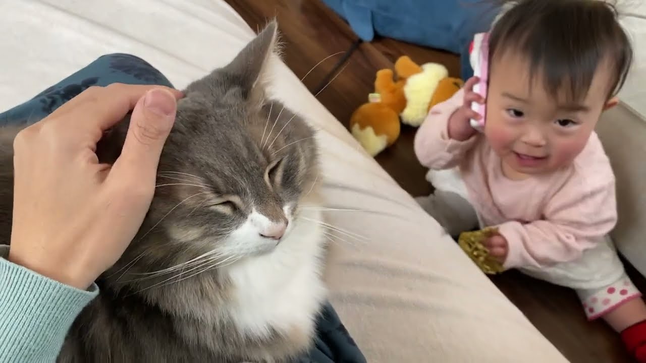 抱っこを順番待ちする猫　ノルウェージャンフォレストキャットA cat waiting in line for a hug. Norwegian Forest Cat.
