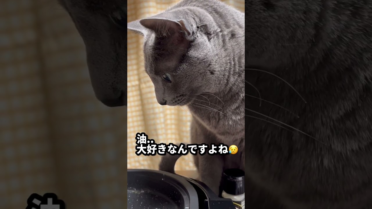【ロシアンブルー】めろんは油が大好きなのです😂【猫】#shorts