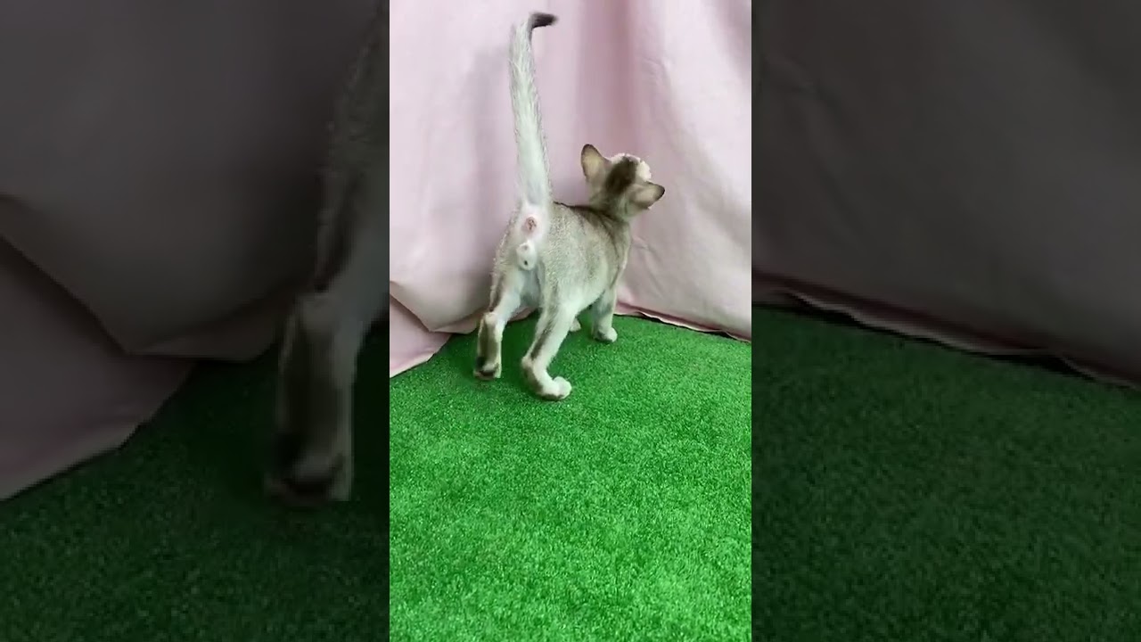 3月17日生まれのシンガプーラの男の子☆